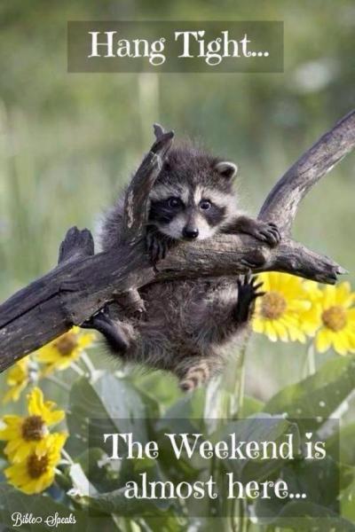 post-1015-0-60682100-1390652558_thumb.jp