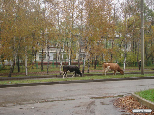 post-5434-0-61615300-1420781080_thumb.pn