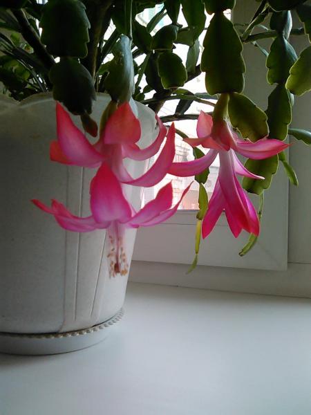 post-5434-0-87893100-1421632186_thumb.jp