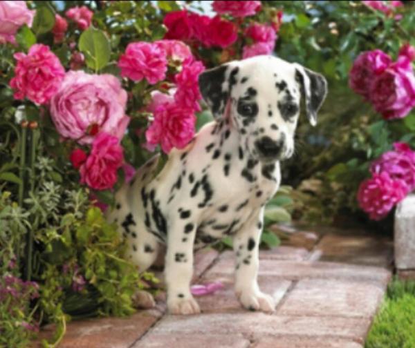 post-2322-0-16636500-1393042687_thumb.jp