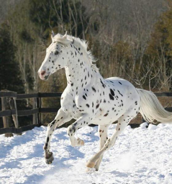 post-2322-0-82571300-1393042644_thumb.jp