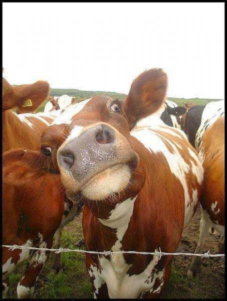 post-1015-0-78853200-1423484360_thumb.jp