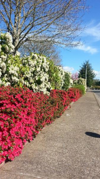 post-204-0-47878700-1427081034_thumb.jpe