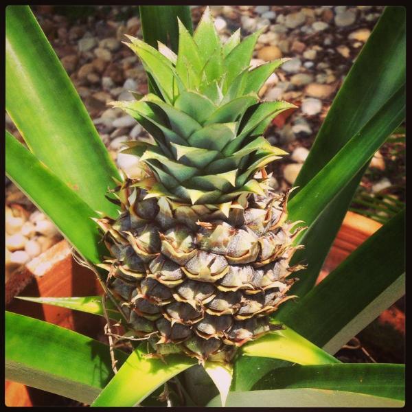 post-2920-0-17692000-1366924401_thumb.jp