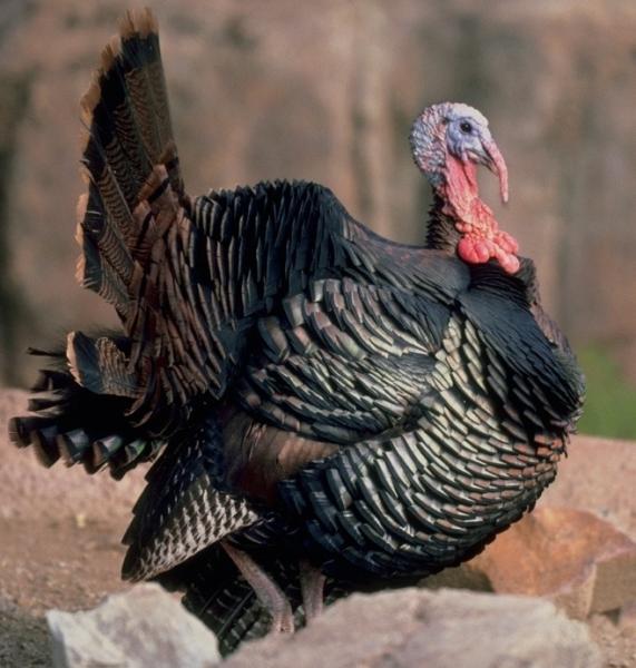 post-1993-0-71187000-1429394288_thumb.jp