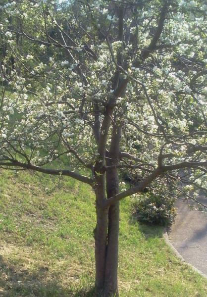 post-1117-0-73950800-1367428745_thumb.jp