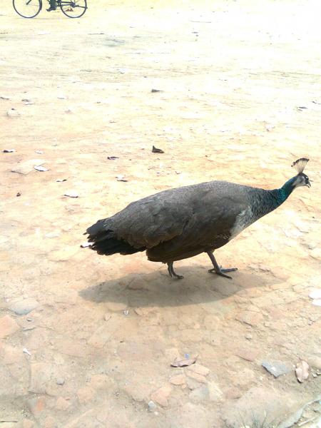 post-2832-0-94034100-1368706553_thumb.jp