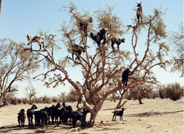 post-1418-0-58263900-1400029979_thumb.jp