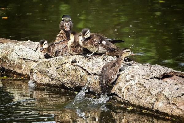 post-2074-0-28242400-1400298567_thumb.jp