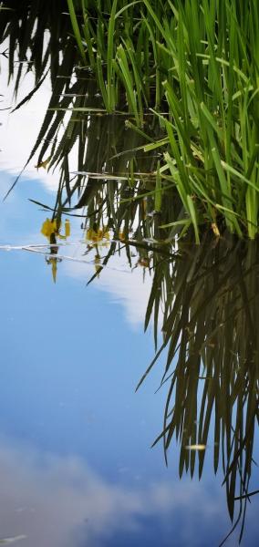 post-2074-0-40408700-1401219055_thumb.jp