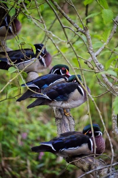 post-2074-0-53801000-1399345984_thumb.jp