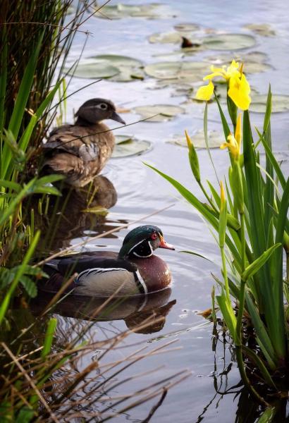 post-2074-0-62647200-1400525747_thumb.jp