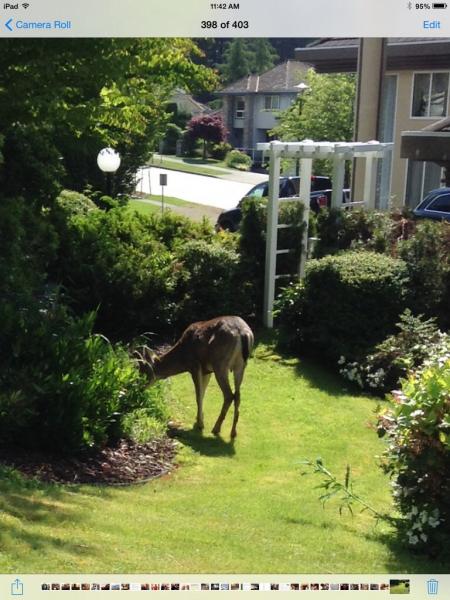 post-3603-0-42024900-1401538379_thumb.jp