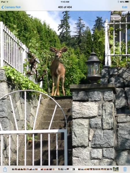 post-3603-0-89686900-1401538340_thumb.jp