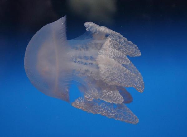 post-4085-0-00282600-1431517854_thumb.jp