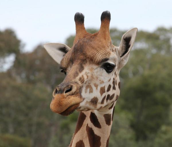 post-4085-0-82268500-1431517361_thumb.jp