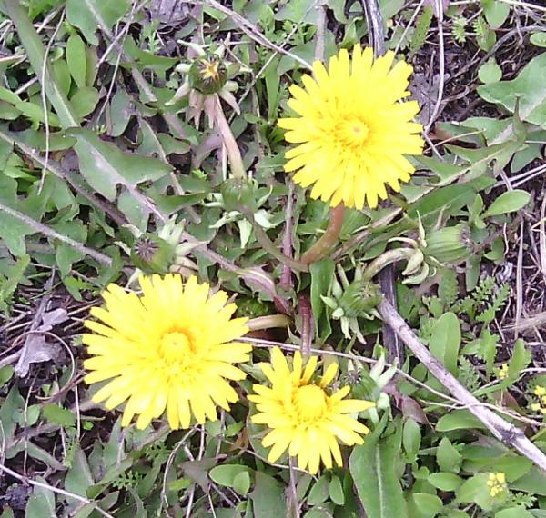 post-5434-0-38614100-1430454109_thumb.jp