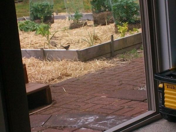 post-1083-0-20455700-1401749242_thumb.jp