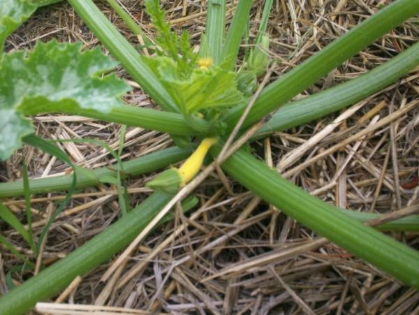 post-1083-0-21176300-1403664557_thumb.jp