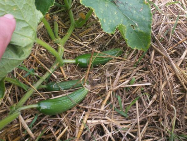 post-1083-0-25750000-1403664545_thumb.jp