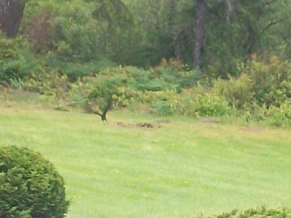 post-1083-0-40869900-1401749356_thumb.jp