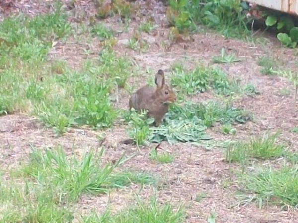 post-1083-0-51234400-1401765660_thumb.jp