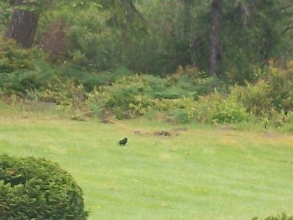 post-1083-0-83796200-1401749341_thumb.jp