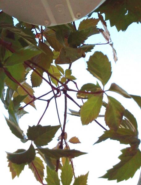 post-1117-0-02342800-1403348423_thumb.jp