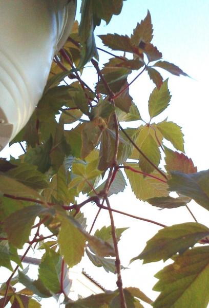 post-1117-0-42093100-1403348367_thumb.jp