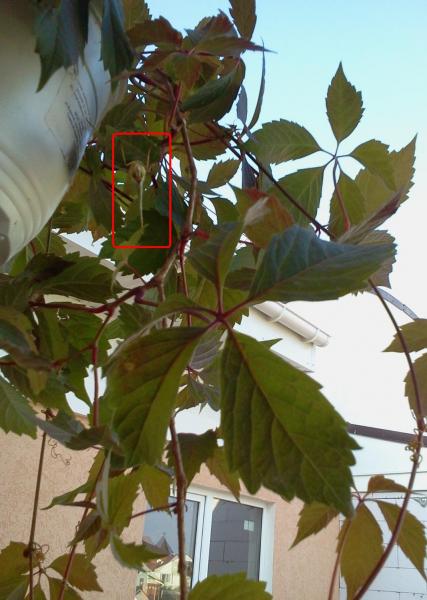 post-1117-0-84970100-1403435536_thumb.jp