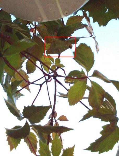 post-1117-0-96037300-1403435917_thumb.jp