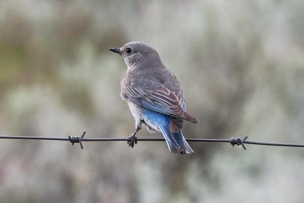 post-2074-0-26336700-1402366793_thumb.jp