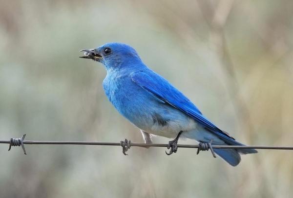 post-2074-0-28192400-1402366768_thumb.jp