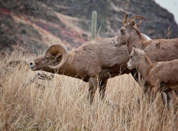 post-2074-0-55048800-1403505947_thumb.jp