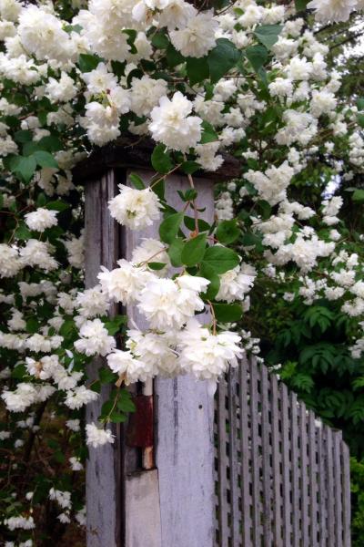 post-3603-0-87498200-1402869304_thumb.jp