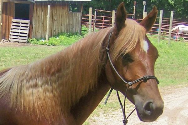 post-2310-0-96863600-1374069197_thumb.jp