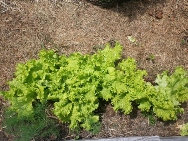 post-1083-0-29430300-1404596657_thumb.jp