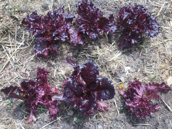 post-1083-0-30784900-1404596680_thumb.jp