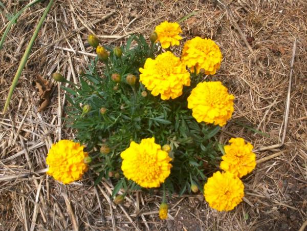 post-1083-0-48065900-1404597070_thumb.jp