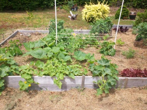 post-1083-0-67908800-1404596699_thumb.jp