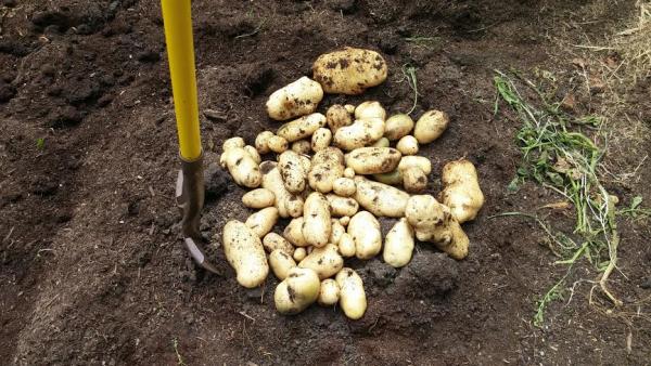 post-1083-0-72946600-1436311182_thumb.jp