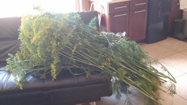 post-1083-0-99666500-1436819616_thumb.jp