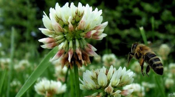 post-5984-0-26884700-1437414690_thumb.jp