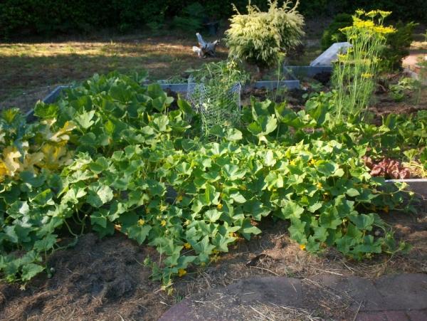 post-1083-0-41257000-1406860002_thumb.jp