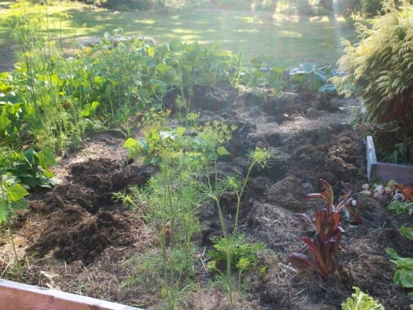 post-1083-0-42368900-1406859963_thumb.jp