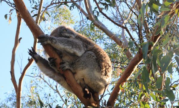 post-4085-0-37756600-1409432270_thumb.jp