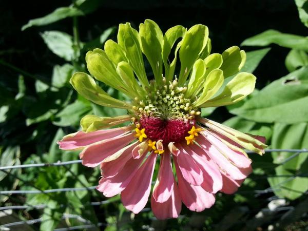 post-1083-0-31266800-1438994812_thumb.jp