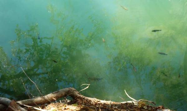 post-4283-0-03641800-1438972369_thumb.jp