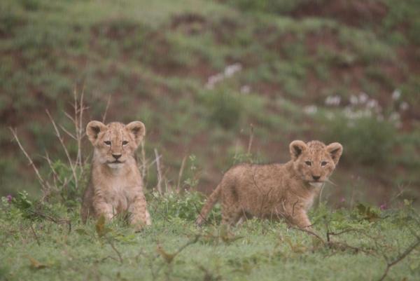 post-6389-0-20712800-1440346307_thumb.jp