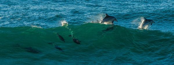 post-1015-0-11361700-1378958049_thumb.jp